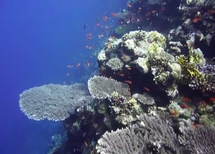 Parcul National Ras Mohammed recife de corali Parcul National Ras Mohammed recife de corali