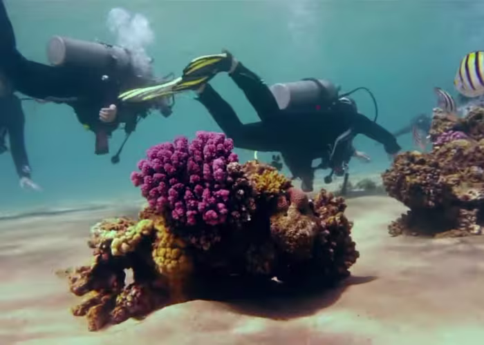 Parcul National Ras Mohammed scufundari Parcul National Ras Mohammed scufundari