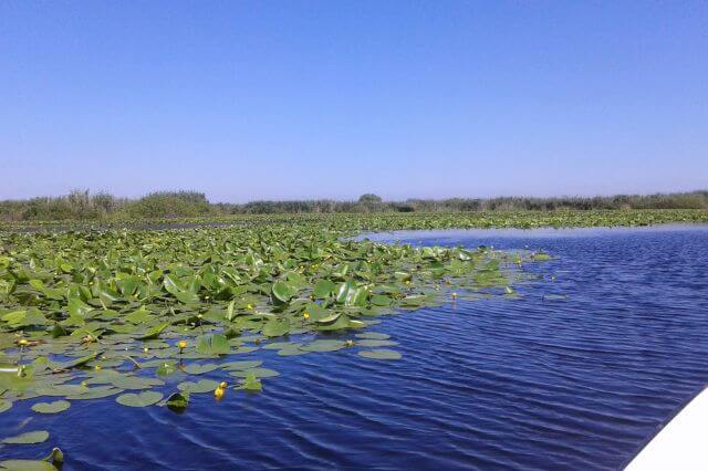 nuferi galbeni delta dunarii nuferi galbeni delta dunarii