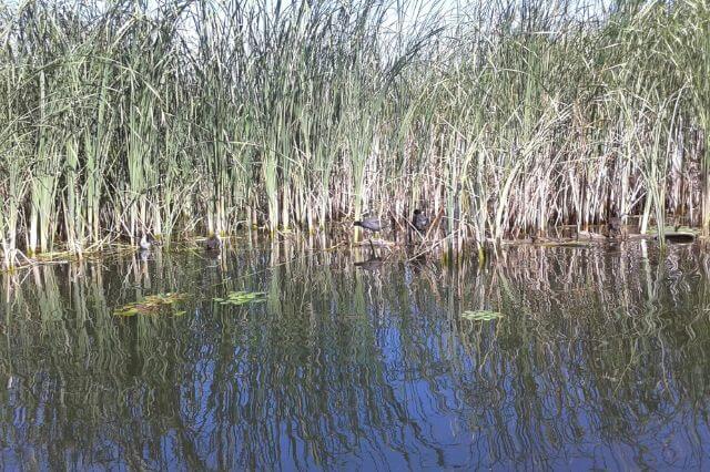 pasari in delta dunarii pasari in delta dunarii