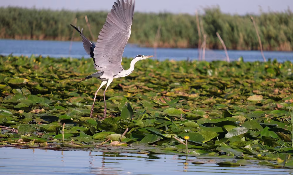 starc cenusiu in Delta Dunarii starc cenusiu in Delta Dunarii