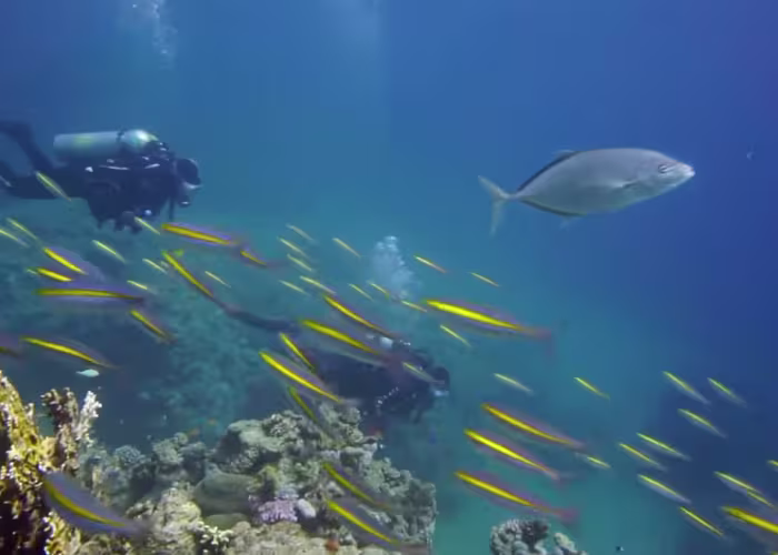 viata subacvatica in sharm el sheikh viata subacvatica in sharm el sheikh